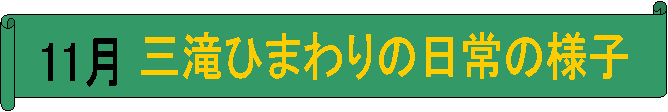 11,OЂ܂̗̓lq